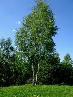 Береза пк 4