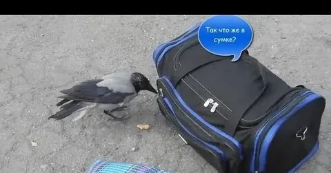 Ютуб видео ворон