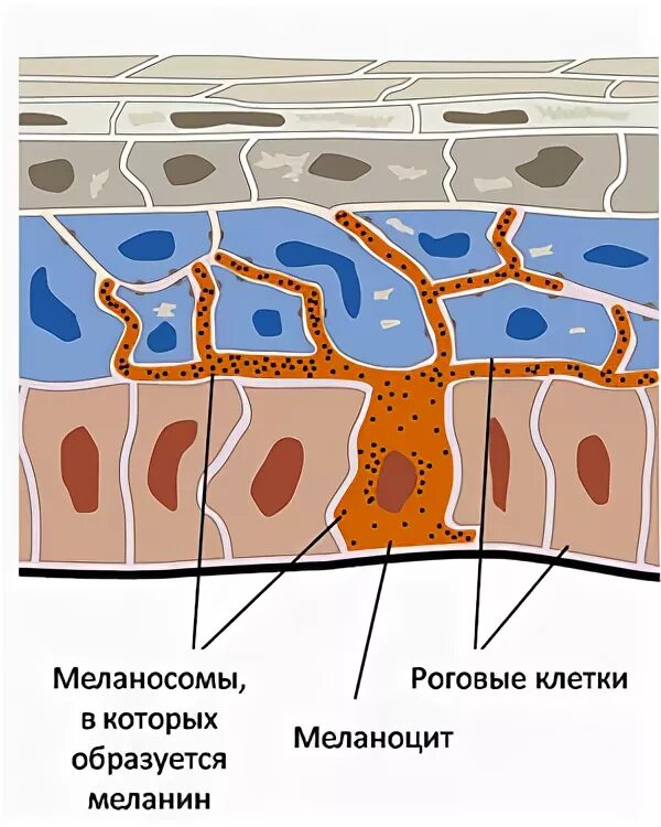 Пигмент кожи меланин находится. Строение кожи меланин пигмент. Клетки меланоциты в коже.