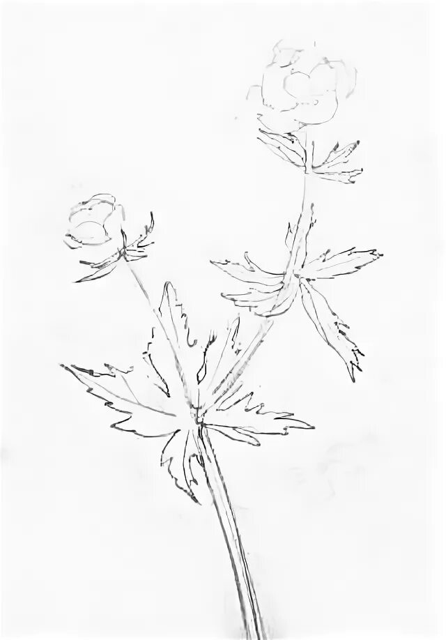 раскраска цветы пионы. пион тонколистный контур. купальница раскраска. цветок купальницы европейской рисунок. цветы.