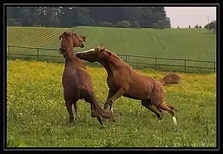 две лошади дерутся. лошади ругается. лошадь фриз на дыбах. лошадка ругается. лошадь брыкается.