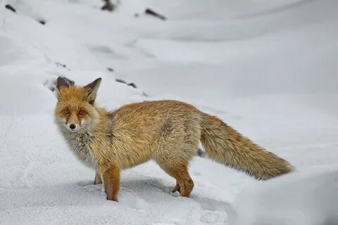 Лиса меняет окрас