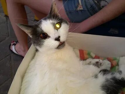 Коты травмы