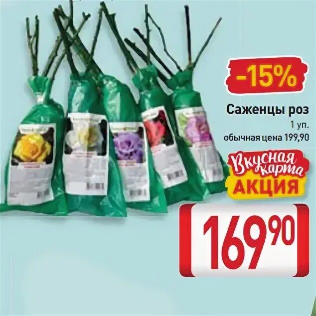 Беккер саженцы роз. Акция саженцы розы. Акция саженцы розы. Акция саженцы розы. Саженцы роз со скидкой.
