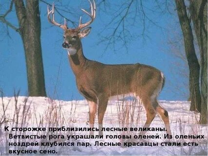 Какое животное является лесным исполином
