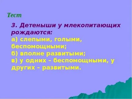Детеныши рождаются слепыми и беспомощными