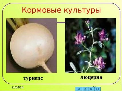 Кормовые культуры страны