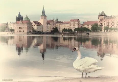 Прага лебедя