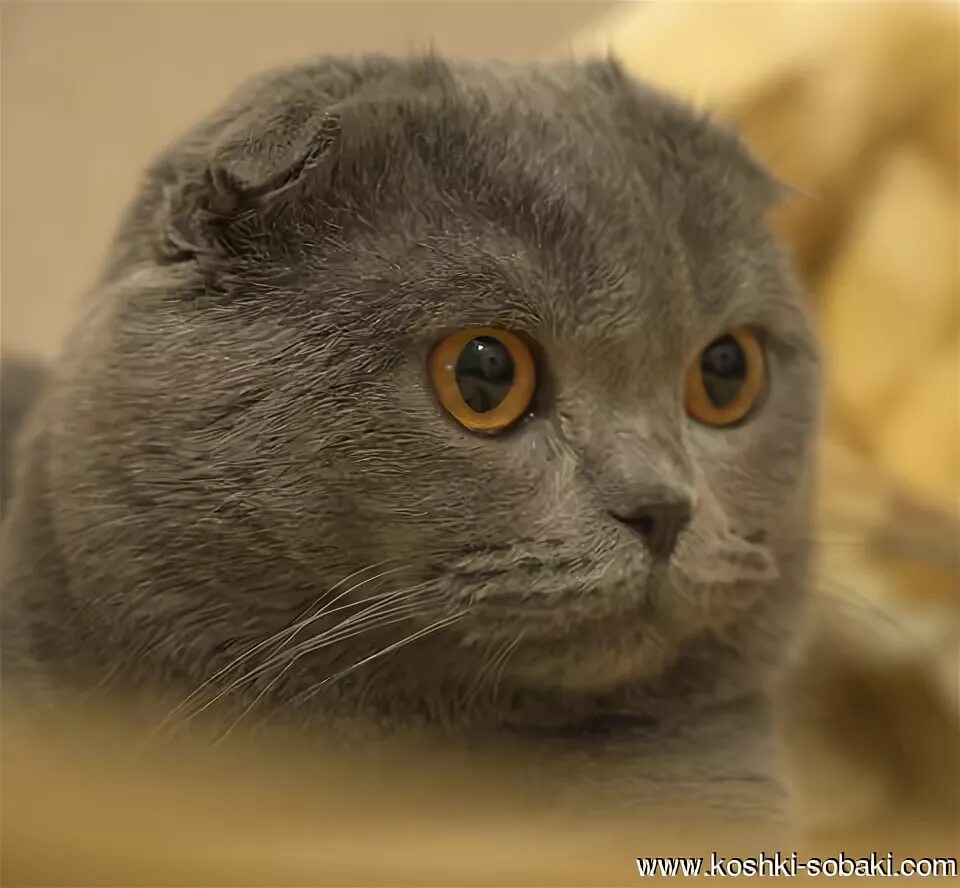 Вислоухая кошка с желтыми глазами. Шотландская вислоухая кошка серая с желтыми глазами. вислоухий шотландский кот с желтыми глазами. шотландская вислоухая кошка коричневая. вислоухая кошка шотландская с карими глазами.