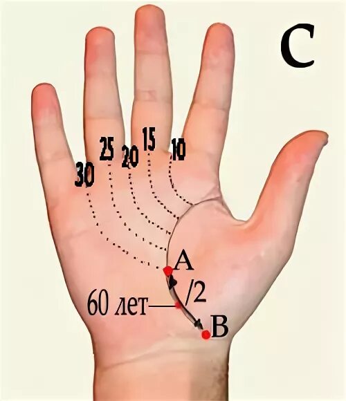 Возраст по линии жизни. Линия жизни по. Хиромантия линия жизни Возраст. Хиромантия Возраст на линиях.