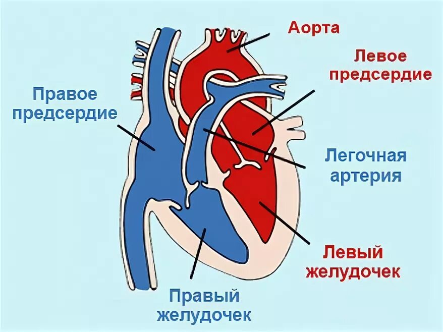 Где предсердие. Предсердия и желудочки сердца. Строение сердца правое и левое предсердие. Сердце человека правое предсердие левое. Правое предсердие левое предсердие желудочек.