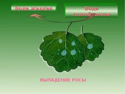 Сколько в росу выпадет