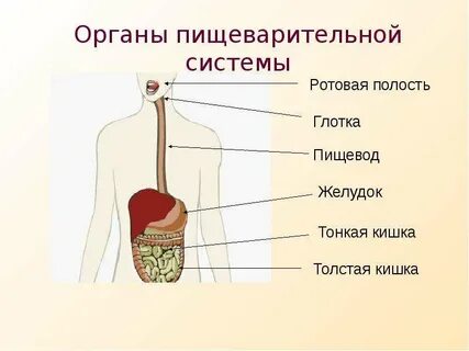 Желудок какая система органов