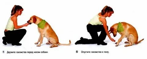 Научить собаку не подбирать
