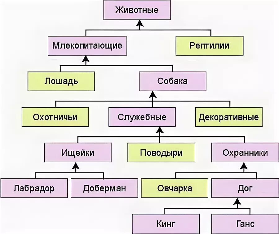 Систематика собаки домашней. Систематика собаки. таксономия собак. систематика собаки домашней по биологии. систематика собак таблица.