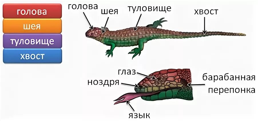 Таблица внешнее строение ящерицы и птицы. Внешнее строение прыткой ящерицы. Внутреннее строение ящерицы. Внешнее строение ящерицы схема. Внешнее строение пресмыкающегося.