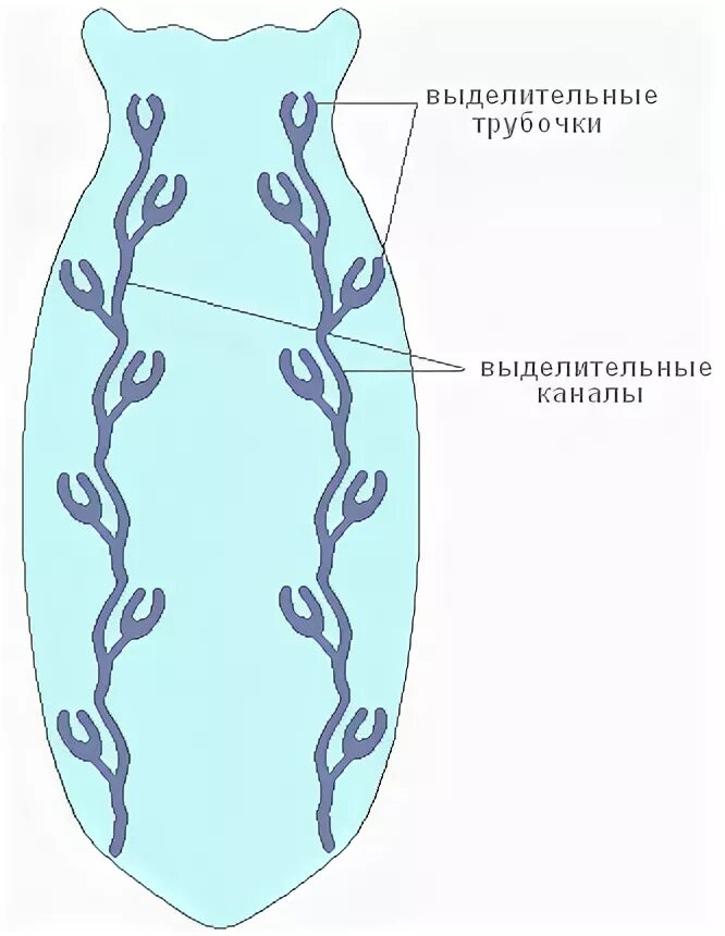 Выделительные трубочки червей. Выделительная система планарии. Выделительная система плоского червя. Строение плоского червя выделительная система. Выделительная система белой планарии.