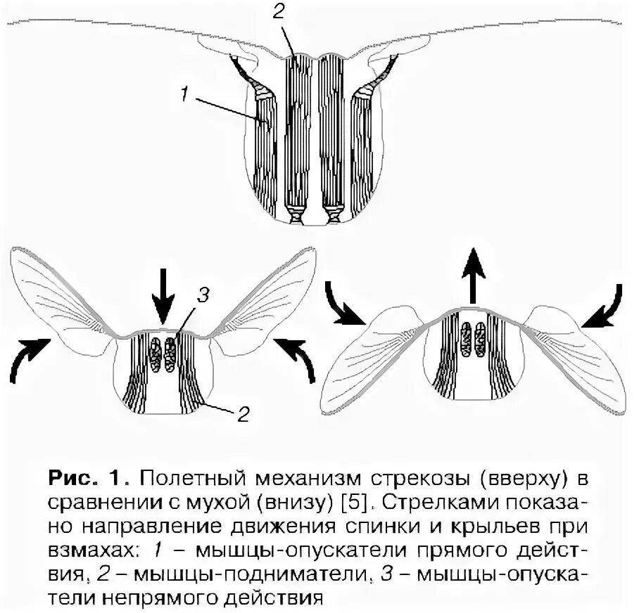Крылья мухи схема. Строение крыла мухи. Строение крыла насекомых. Строение грудных мышц насекомых. Мышечное строение насекомых.