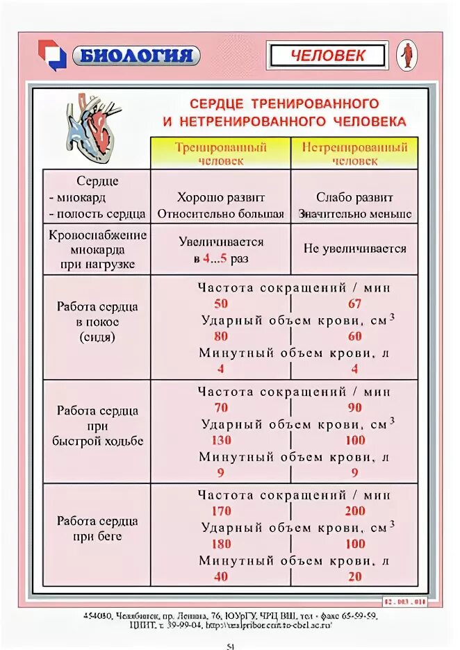 Работа сердца тренированного и нетренированного человека. Сердце тренированного и нетренированного человека. работа сердца у тренированного и нетренированного человека. показатель тренированного сердца. тренированное сердце и не тренированное.