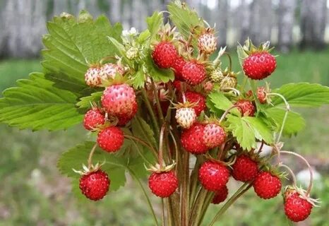 Земляника представляет собой