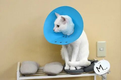 Звук для кота чтоб прибежал