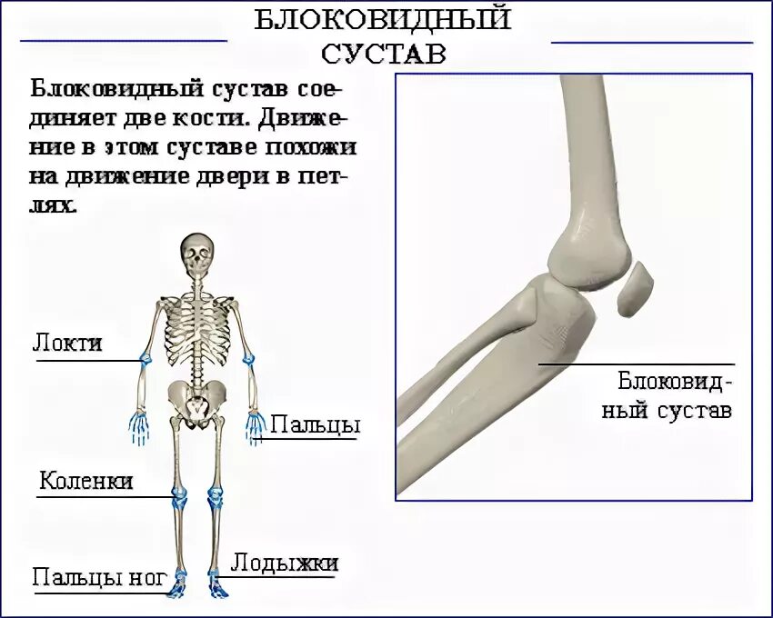 Названия суставов человека. Виды суставов. Вид суставов локтя блоковидный. Кости совершенного человека.