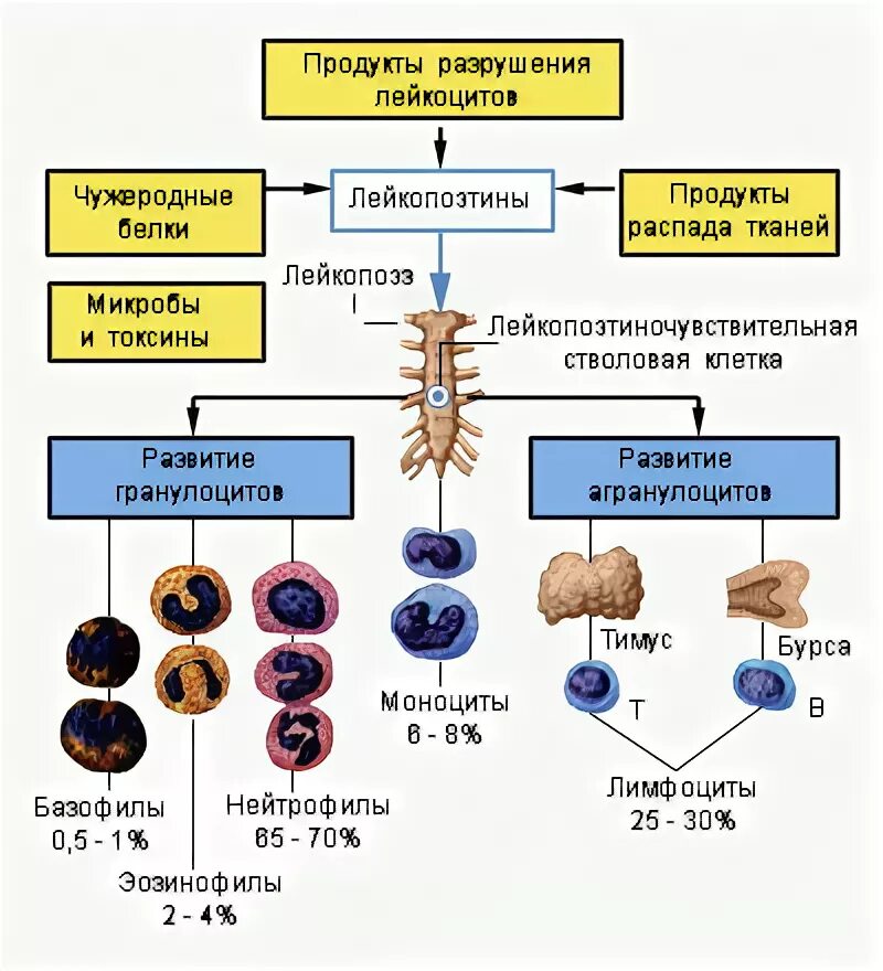 Продукты распада клеток. Схема формирования лейкоцитов. Схема образования лейкоцитов. Развитие лейкоцитов схема. Продукты распада лейкоцитов.