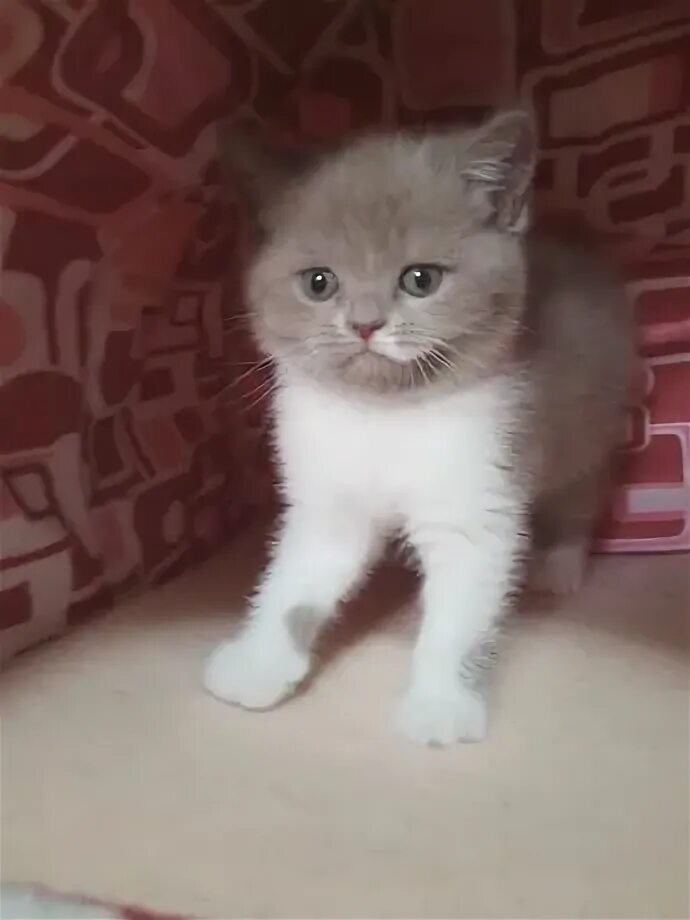 Продаю котенка девочку. Продаю котенка девочку