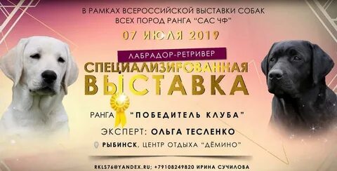 Пригласить собаку