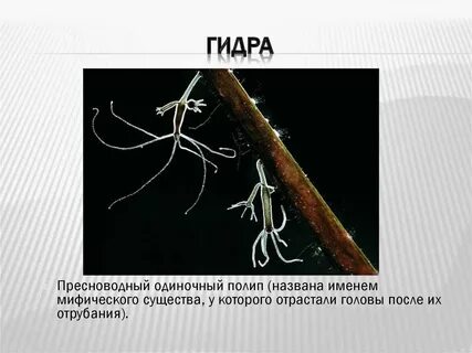 Пресноводный полип гидра осуществляет