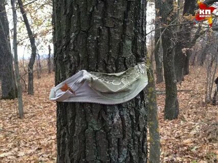 Привязана к дереву