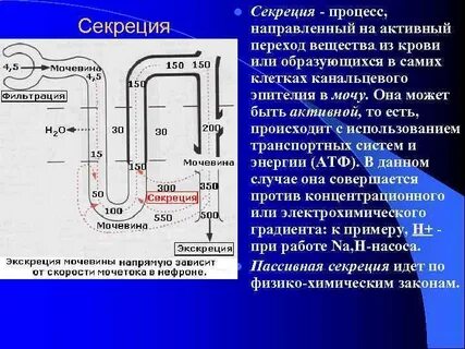 Процесс в собирательной трубочке