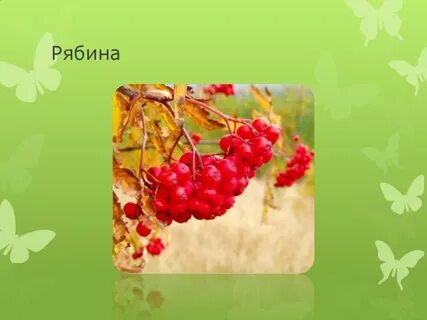 Презентация ягоды леса
