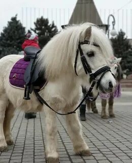 Кони пони москва