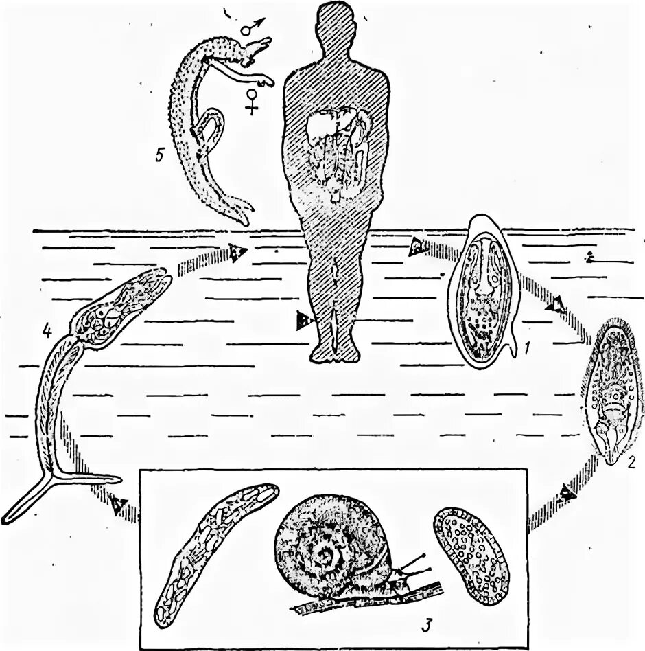 Жизненный цикл шистосомы. Цикл развития кровяной двуустки. Цикл развития шистосомы. Жизненный цикл шистосом. Цикл развития кровяного сосальщика.