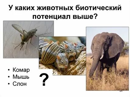 Какие животные энергетические