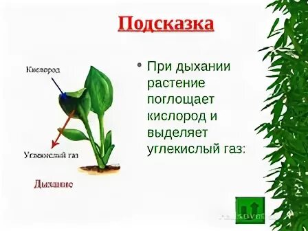 Растения ночью выделяют углекислый газ