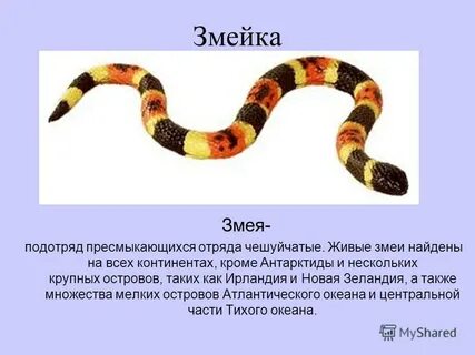 Змеи отряд