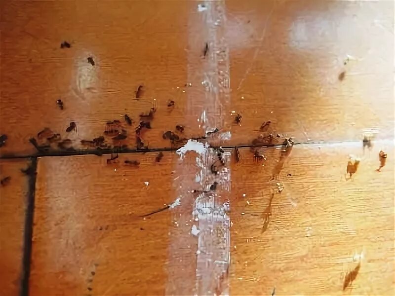 Маленькие муравьи на кухне как избавиться. Муравьи домашние мелкие. Маленькие домашние муравьи в квартире. Кошка муравей. Домашние муравьи.