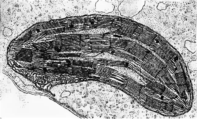 хлоропласт в электронном микроскопе. мембраны хлоропласта электронная микрофотография. электронная микрофотография хлоропласта. микрофотографии органоидов клетки. мембраны хлоропласта электронная микрофотография.