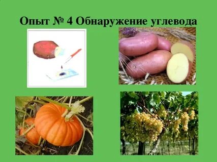 Лабораторная работа 6 класс биология углеводы