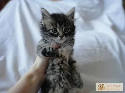 Котята красногорск в добрые