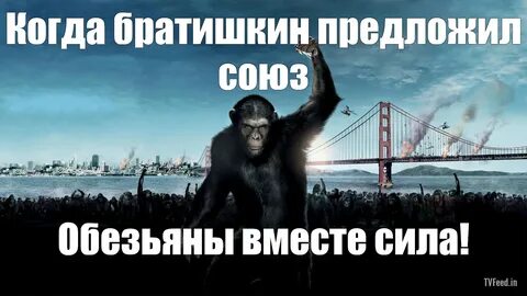 Слышь обезьяна