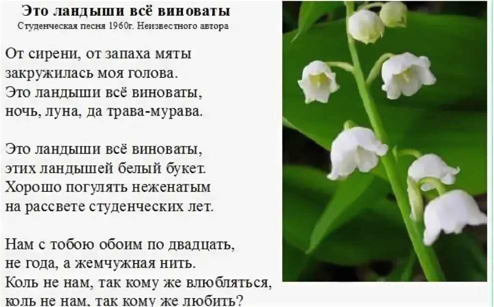 Я подарю тебе ландыши лилии кто поет. Ландыши текст. Слова песни Ландыши. Ландыши песня текст. Ланжыши Текс.