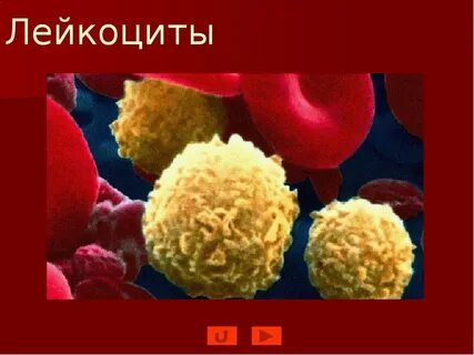 Лейкоциты единичные это что