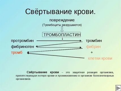 Образование тромба взаимодействие тромбина