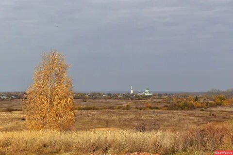 Федоровская осень на опушке