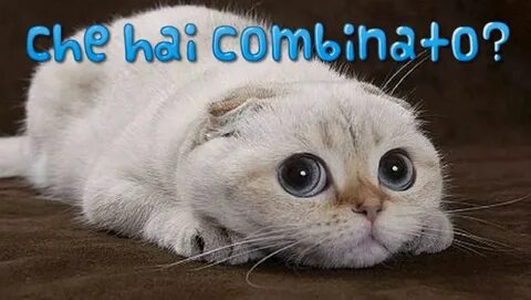 Che ha
