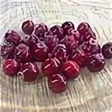 Крупные бусины брусники