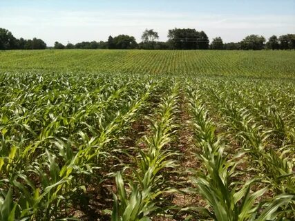 Grow crops